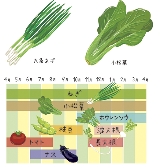 京都久御山町の特集で描いた野菜のイラストです 野菜の収穫カレンダーも描きました 公式 イラストレーター アライヨウコ Webサイト